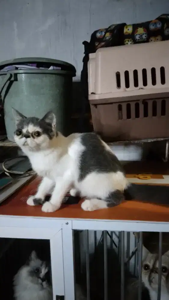 Kucing Persia betina putih abu Shorthair