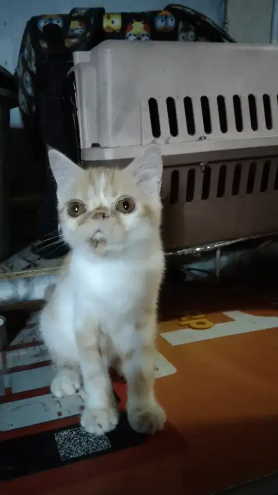 Kucing Persia Flatnose Krem Jantan