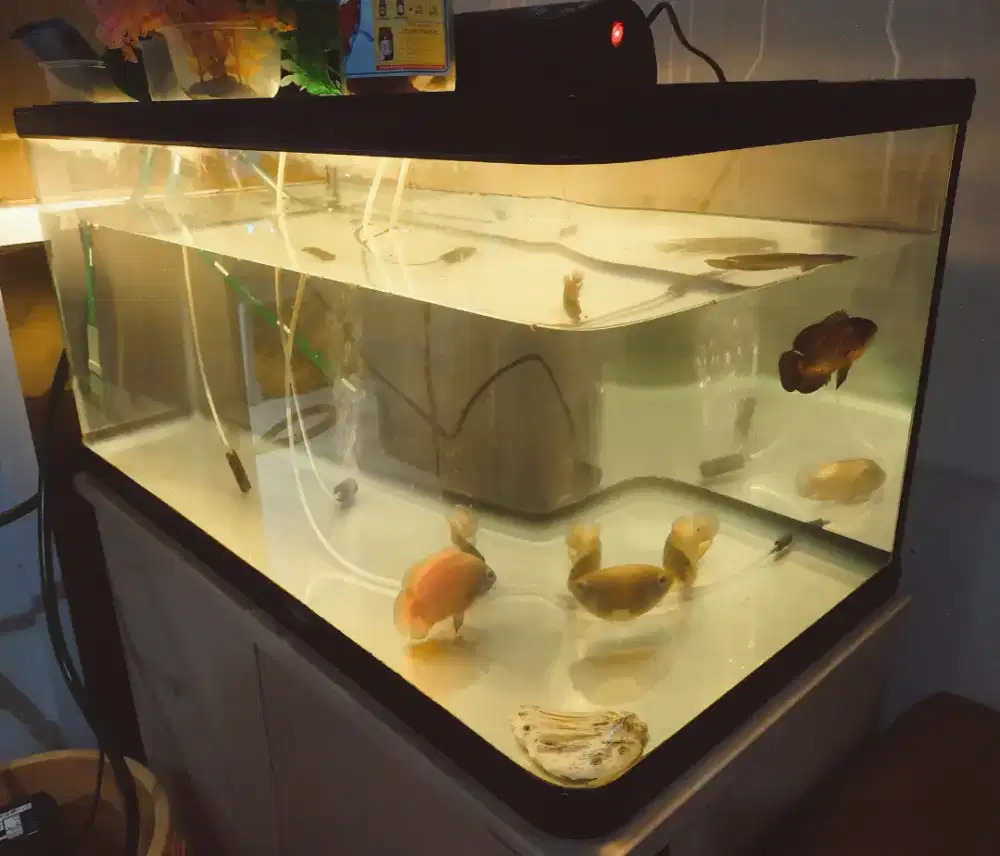 Jual aquarium bending Nisso uk 90x45x45 ex arwana bonus aerator, lampu