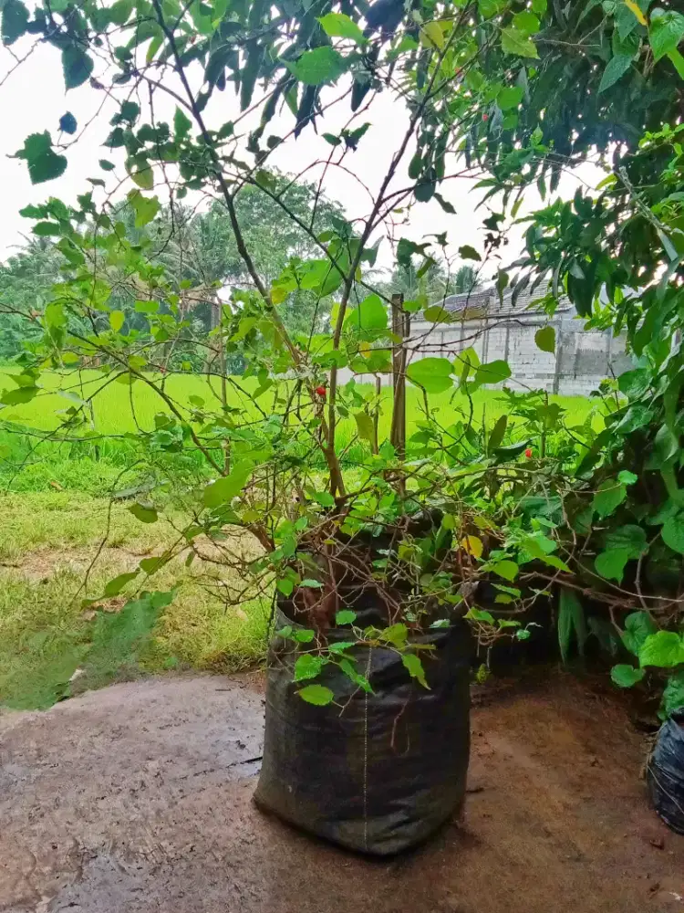 Jual pohon buah murbei berbuah