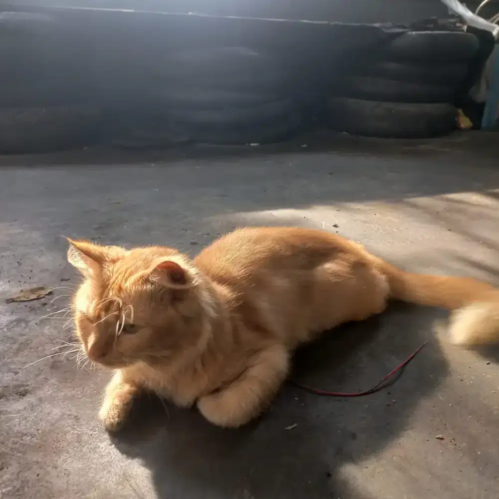 Jual kucing persia domistik warna orange