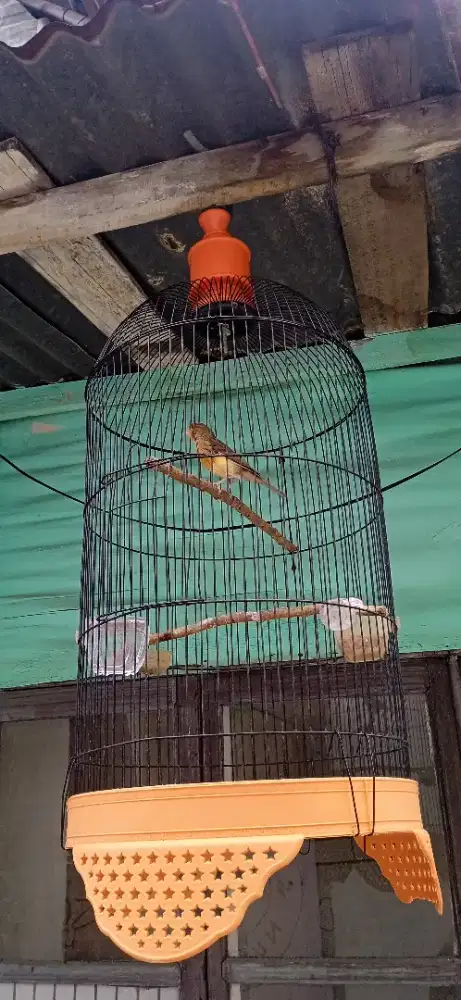 Burung kenari loper gacor