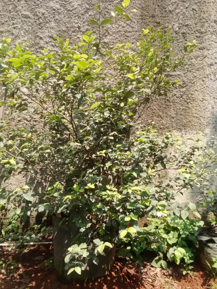 JUAL POHON BUAH BEACH CHERRY