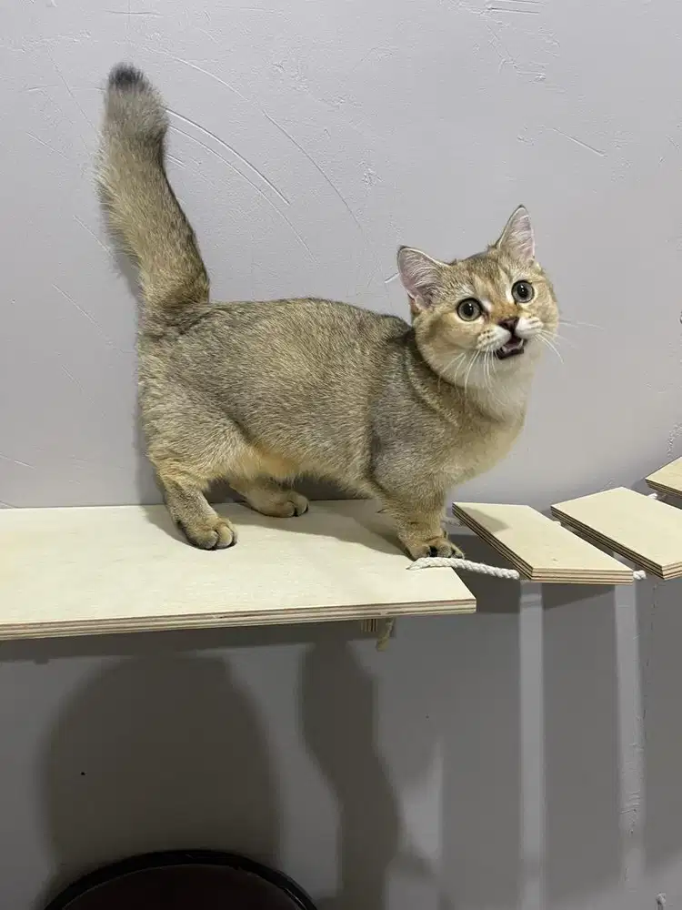 Bsh golden munchkin betina