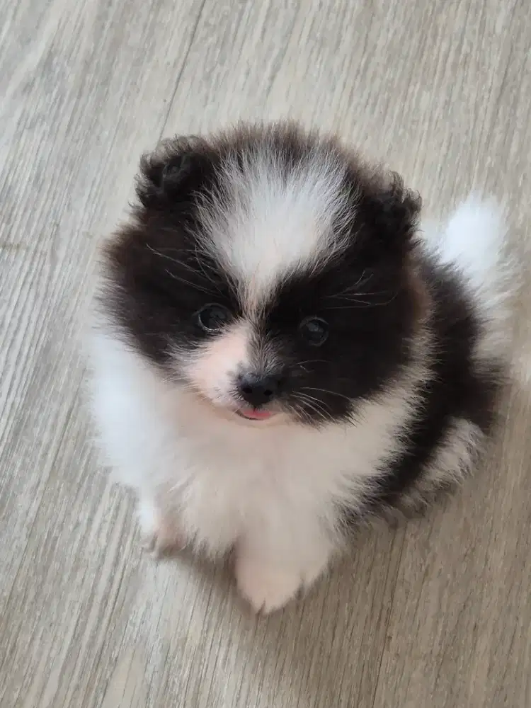 Minipom Jantan 2 Bln Parti Colour