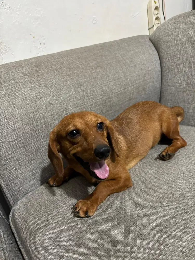 Anjing teckel sosis dachshund