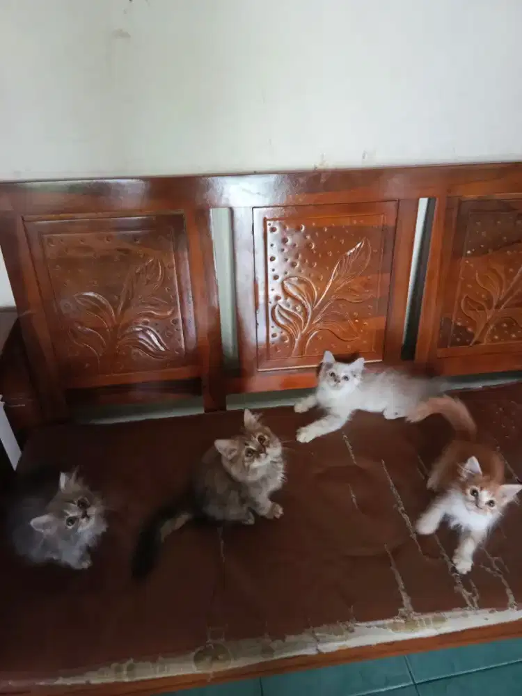 Kucing persia kitten anggora