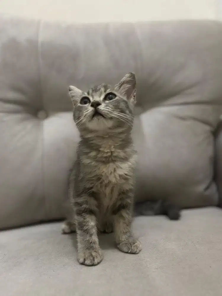 Bsh silver taby betina