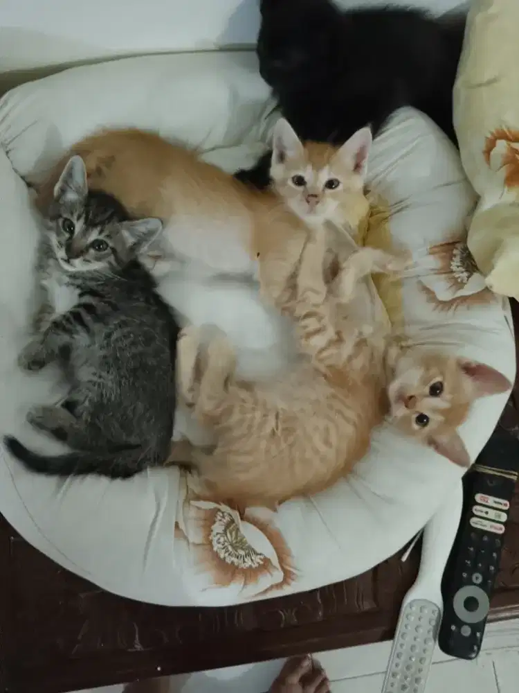 Induk betina siam, 2 kitten