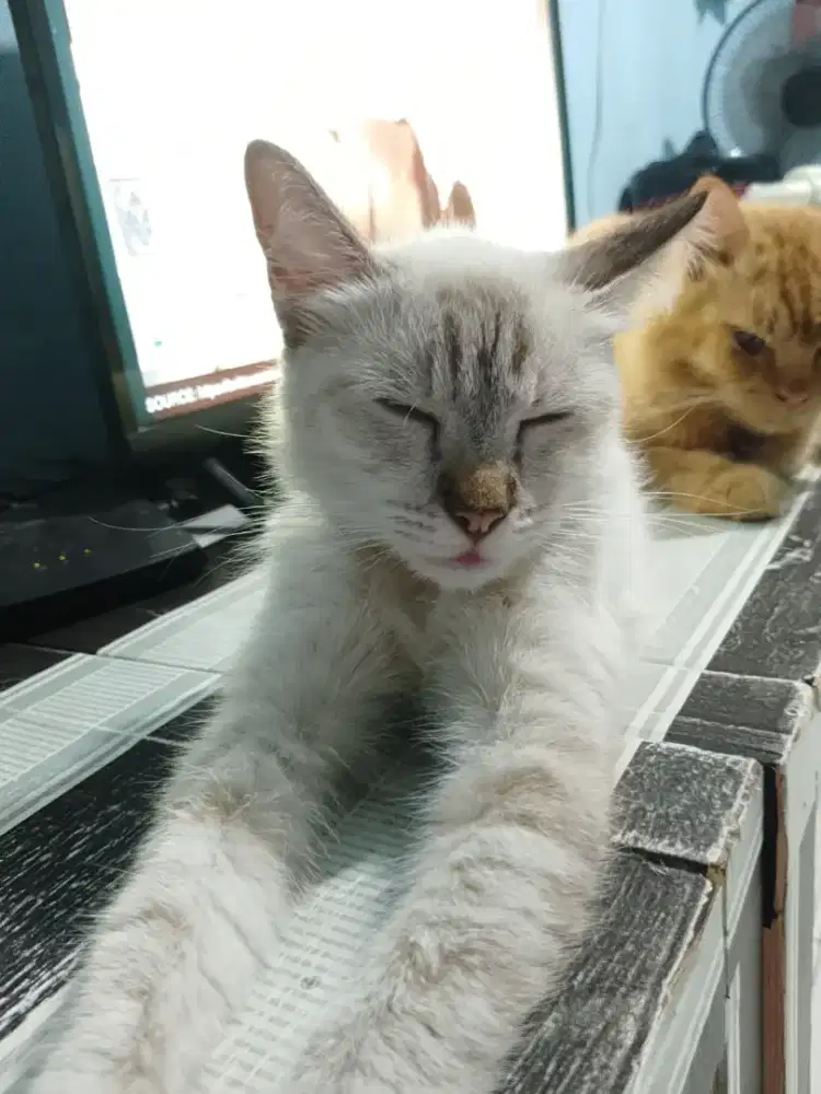 Induk betina siam, 2 kitten