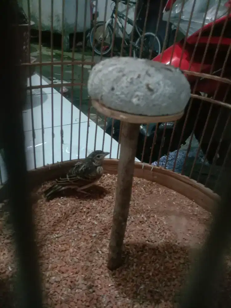 Branjangan bahan burja