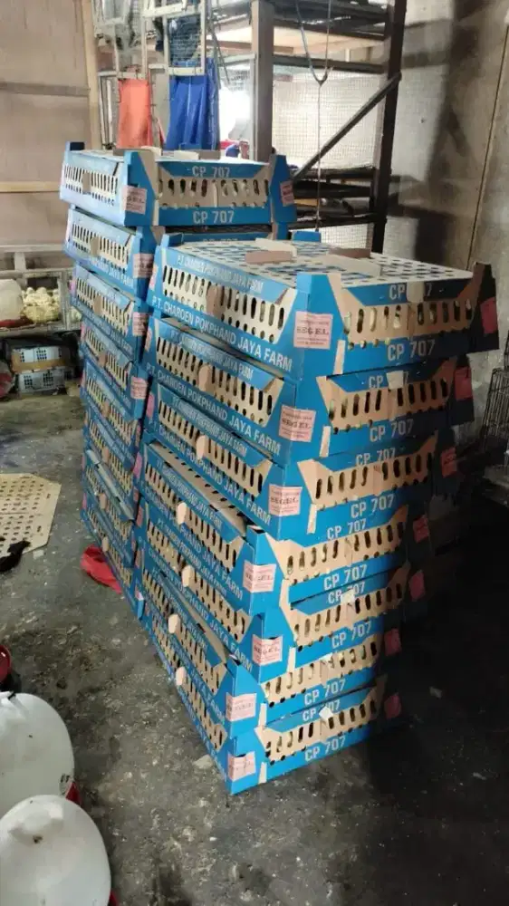 DOC Ayam Broiler Super Vaksin CP707