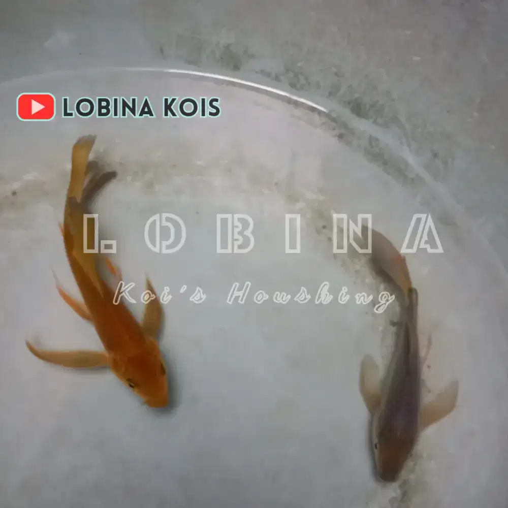 Ikan Koi Blitar Jenis Kumpay Chagoi Tembaga Soragoi