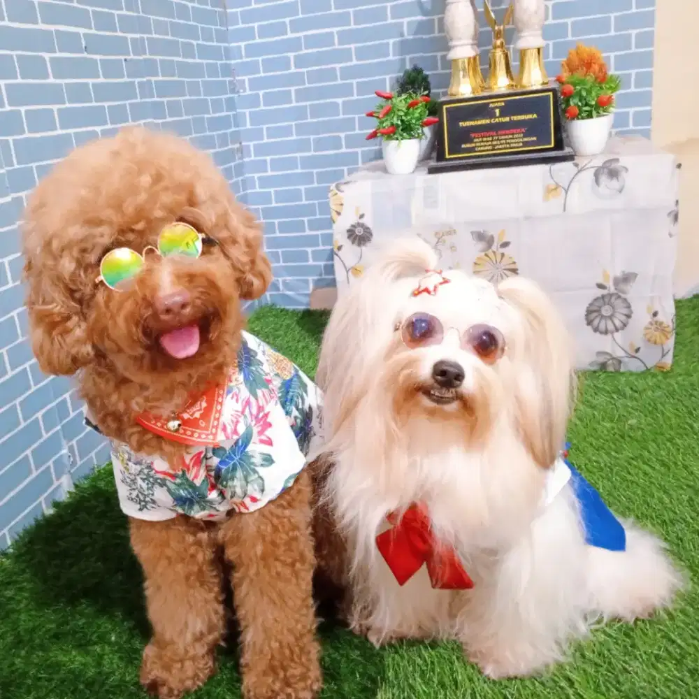 Melayani jasa pet hotel