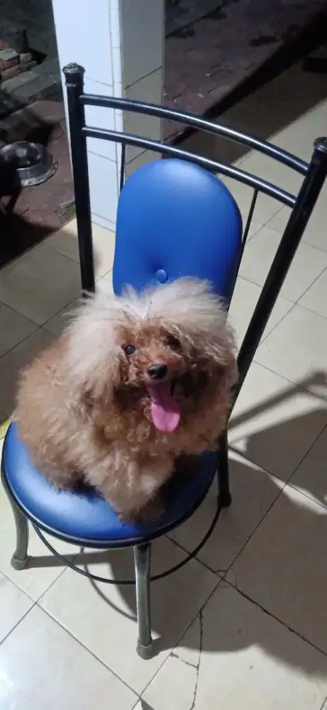 Toy Poodle Betina