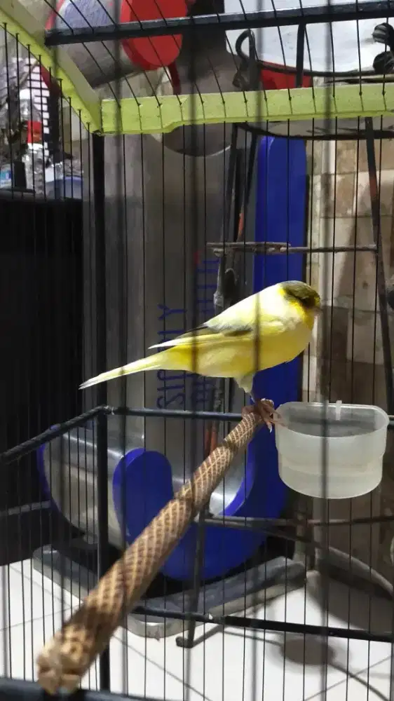 Kenari f1ys bahan Riwikan Jantan