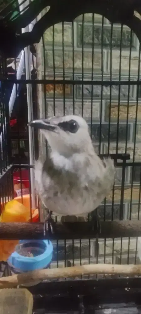 Crucuk Belajar Ropel