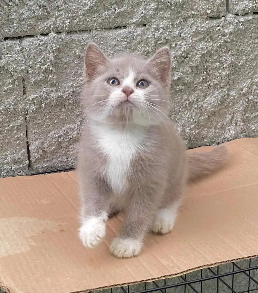 Kitten jantan bsh ragdoll lilac
