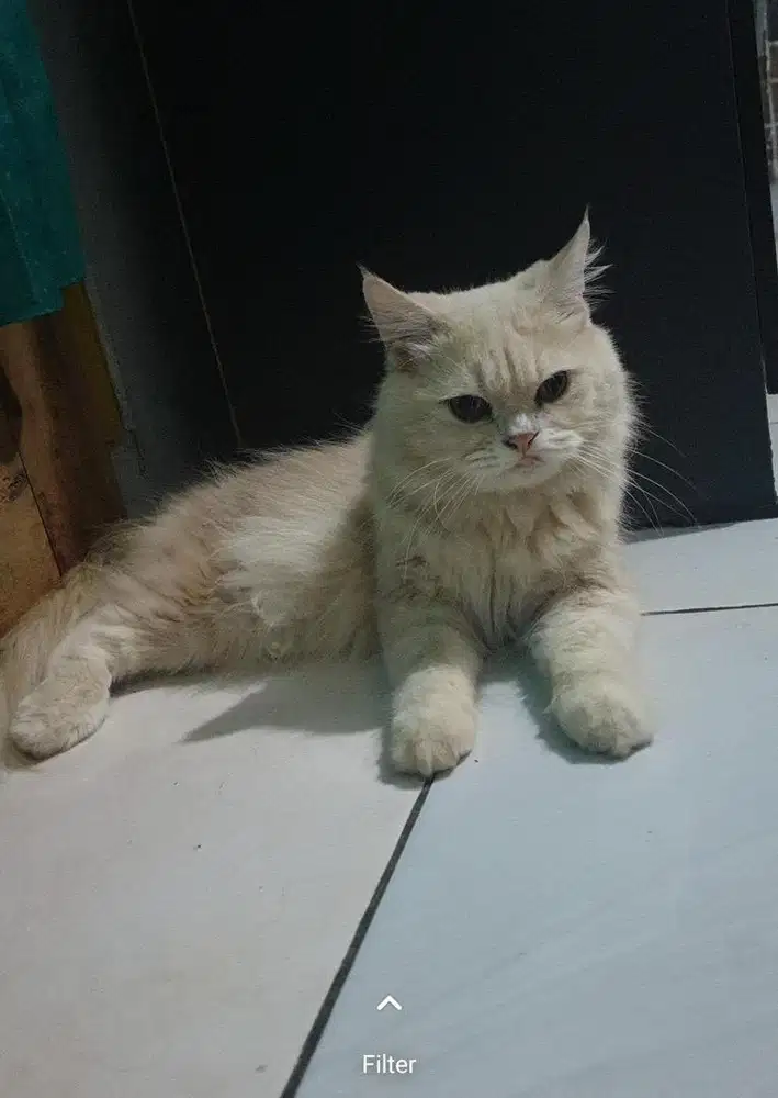 Kucing persia medium jantan