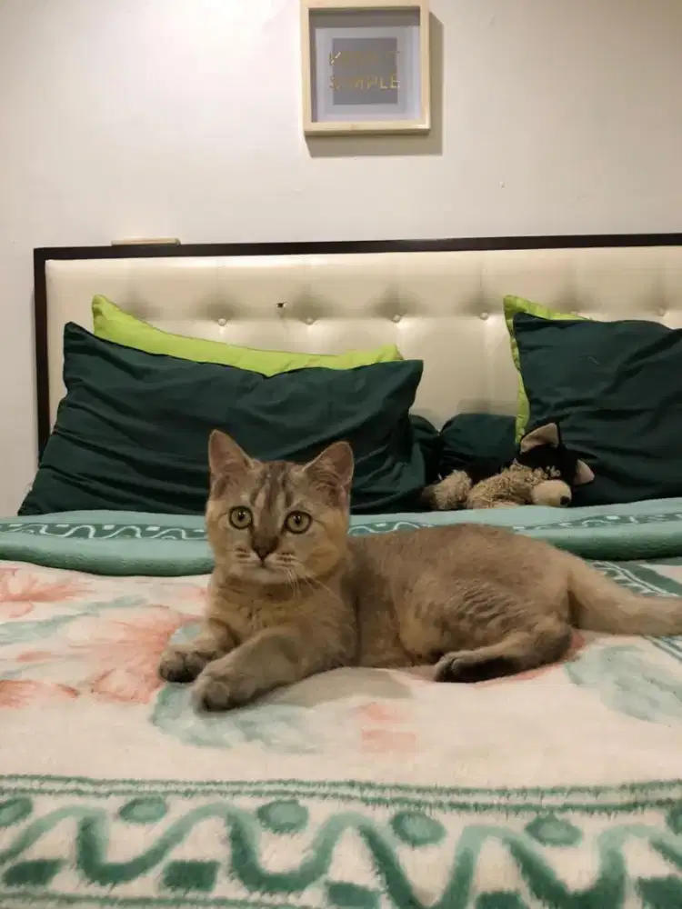 Pure BSH Golden Jantan