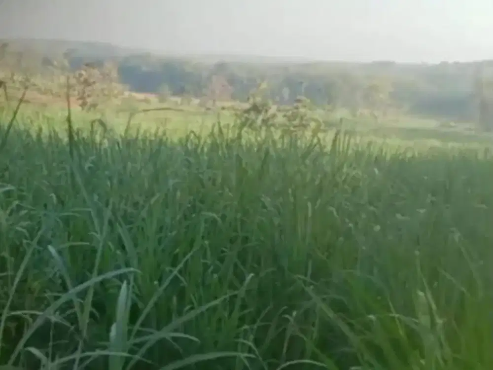 Dijual Lahan Zona Kuning/Pertenakan Luas 4 Ha Lokasi Sukodono,Sragen