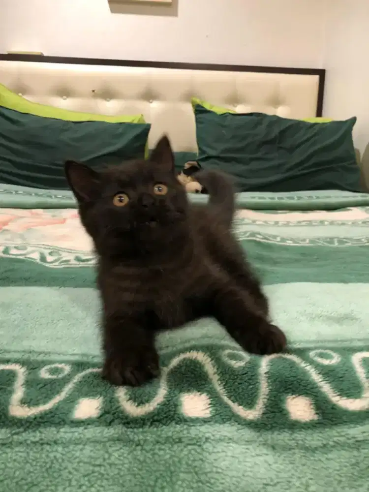 Munchkin bsh ragdoll jantan