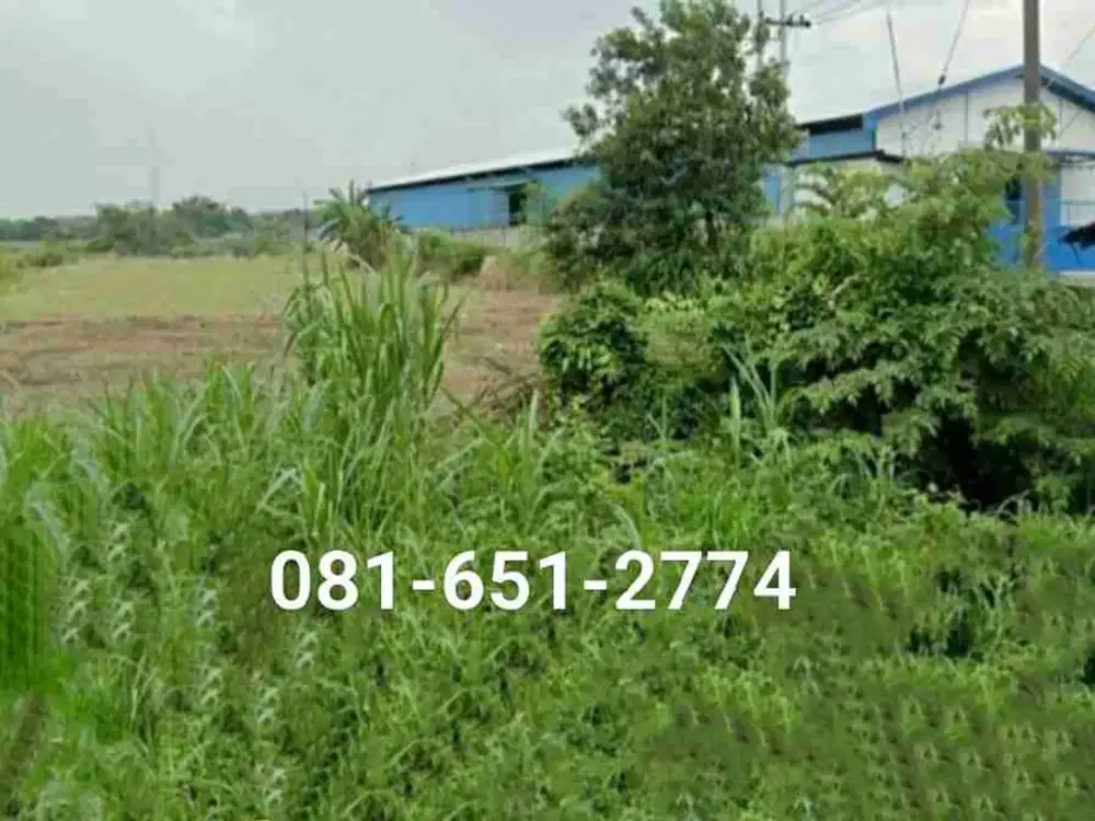 Tanah di Gunung Gangsir Pasuruan.