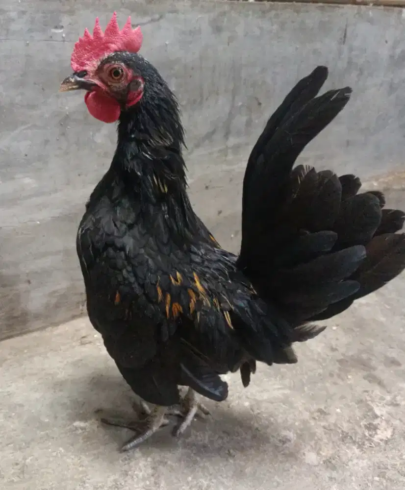 Anak ayam Serama x kate  sepasang