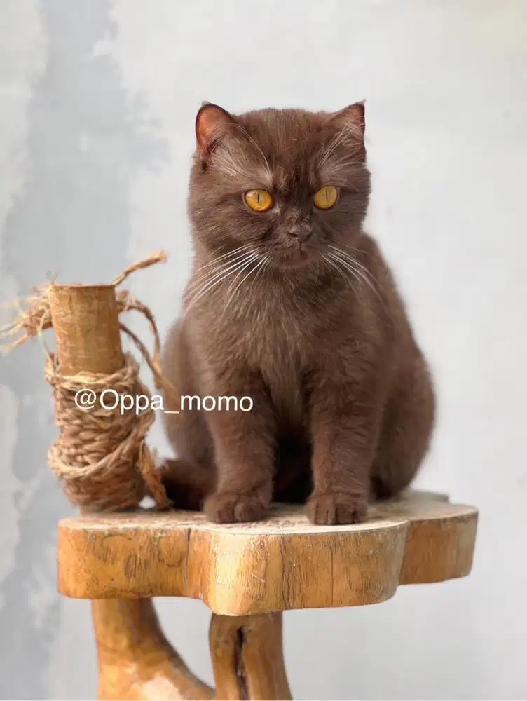 Kucing british shorthair / BSH BETINA proven