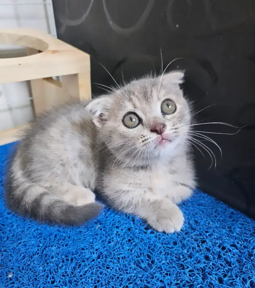 Kucing munchkin gaelic britishshorthsir