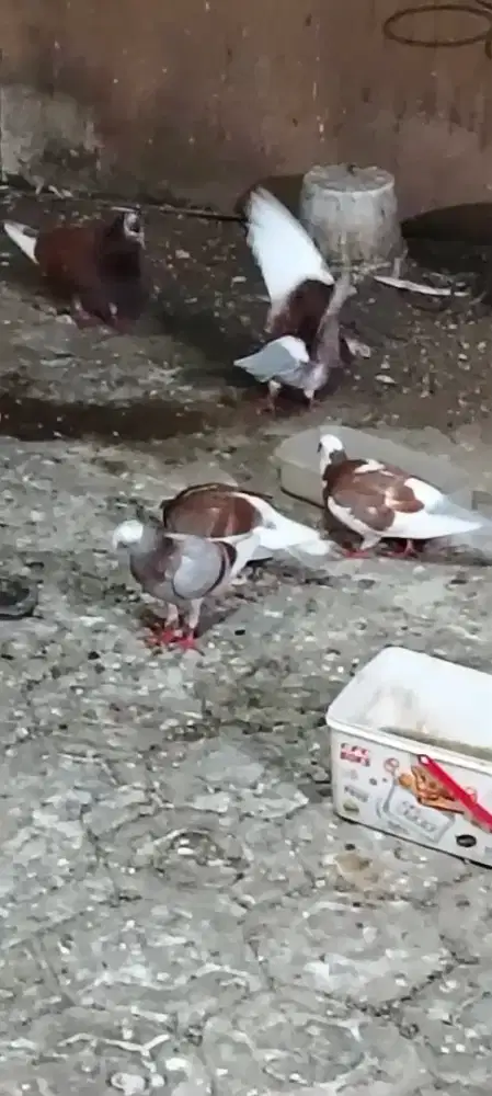 MERPATI PLONTANG / BLANTONG