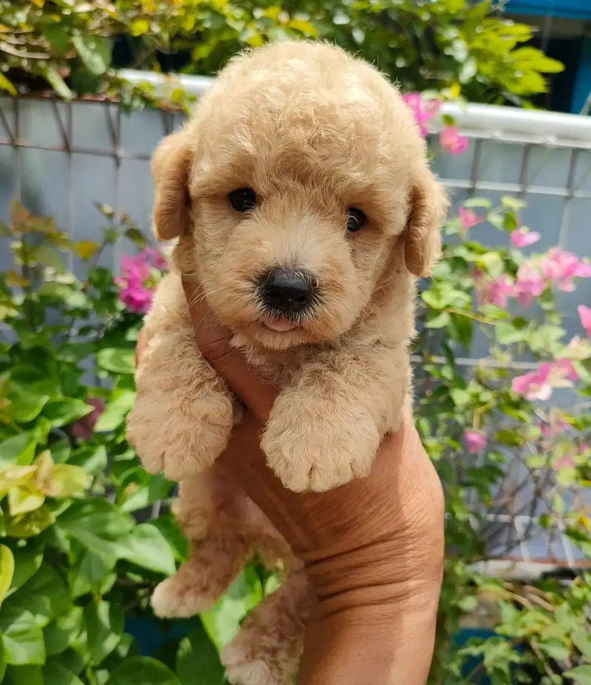Puppies / anjing toy poodle cute