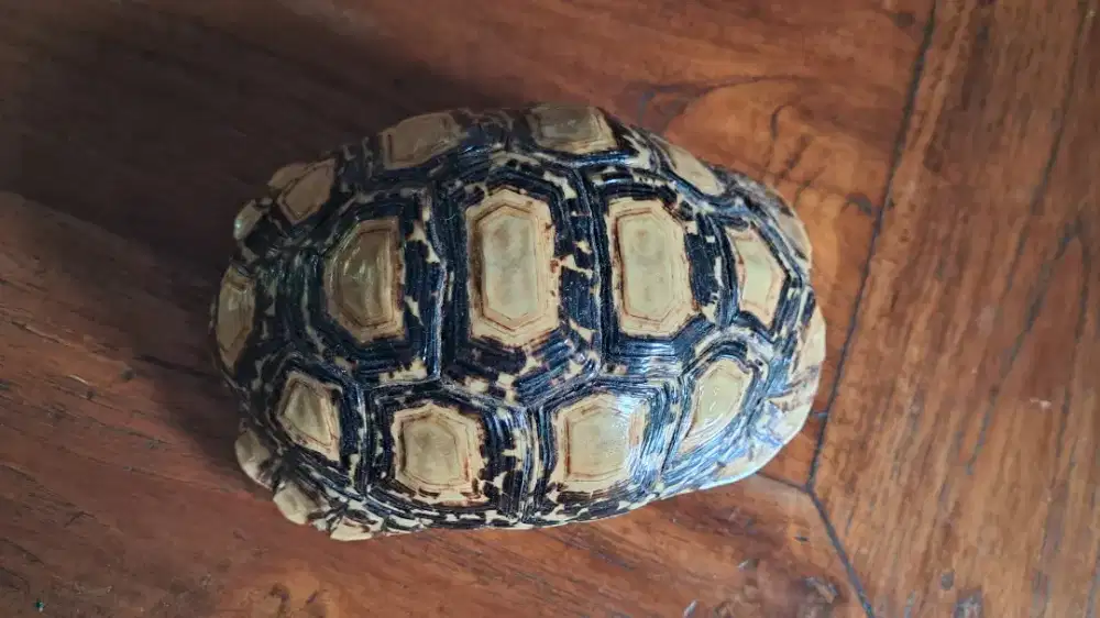 (Taxidermi) Tempurung Kura-Kura Pardalis Asli(Leopard) Hiasan&Dekorasi