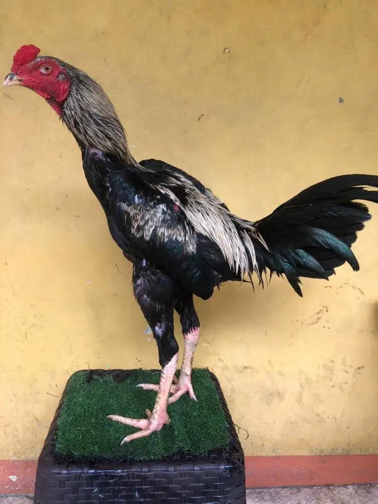 ayam bangkok x mangon