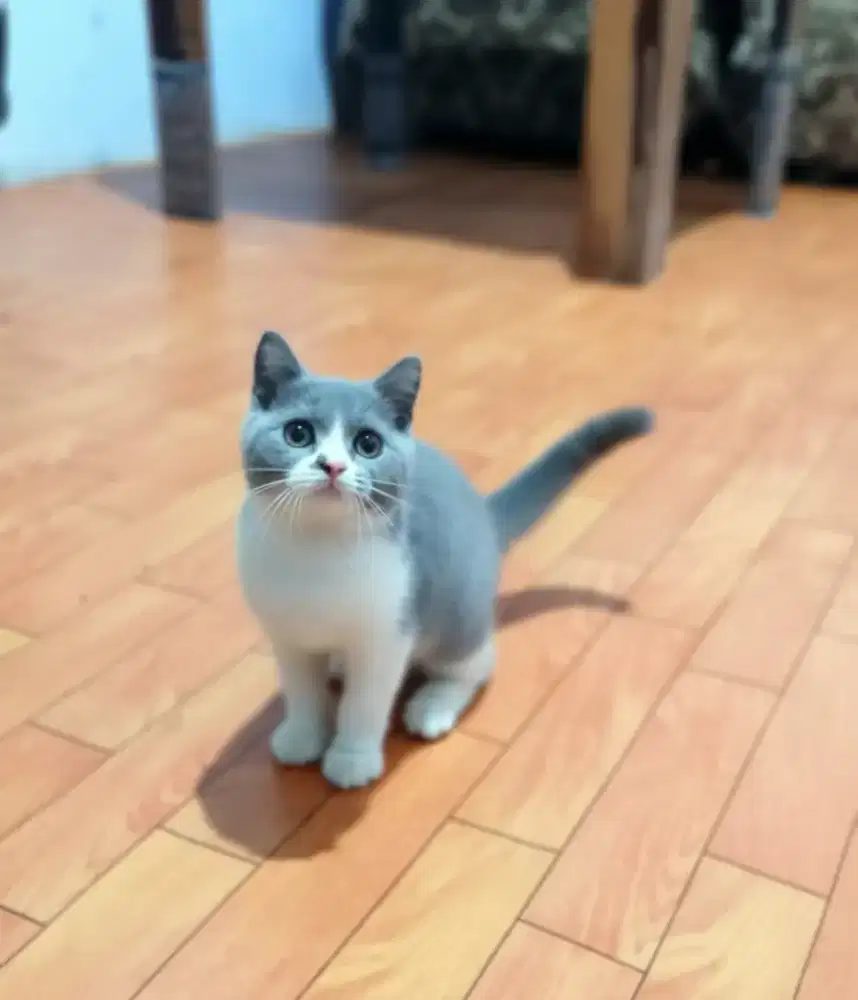 British bicolor blue female