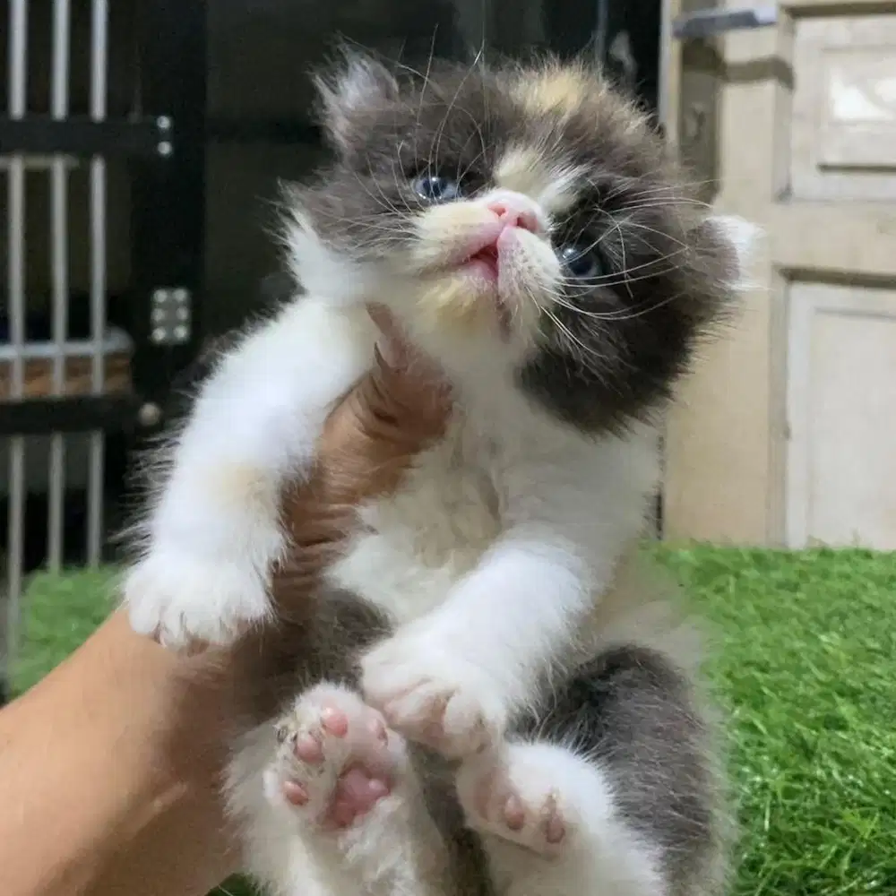 Peaknose ACL Munchkin NS