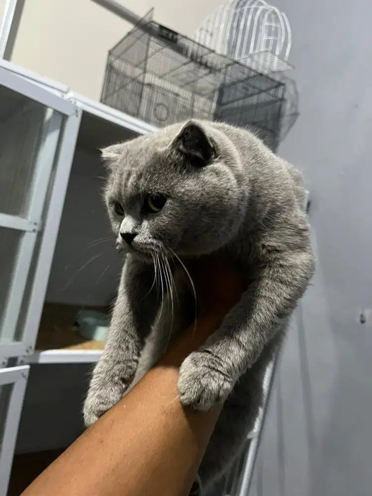 Bsh pure abu solid betina