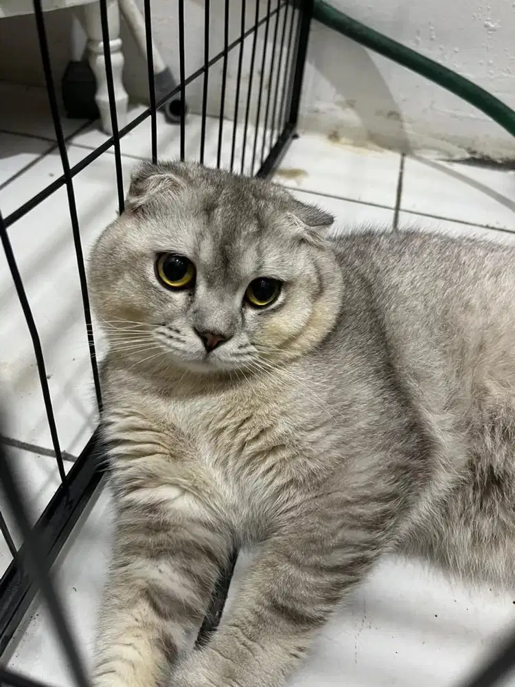Bsh silver black shaded jantan jago kawin
