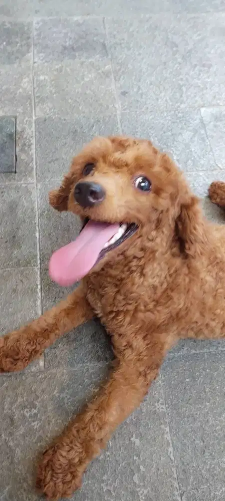 Toy Poodle Betina umur DOB Des 2024