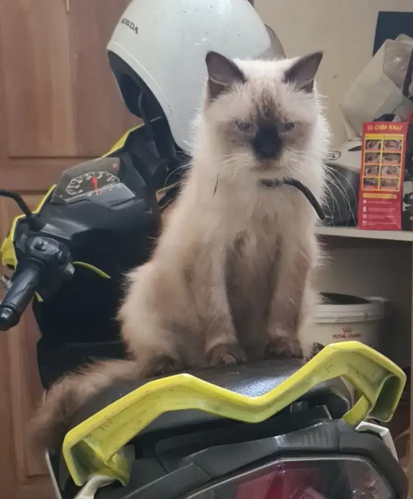 Kucing Anggora warna Krem