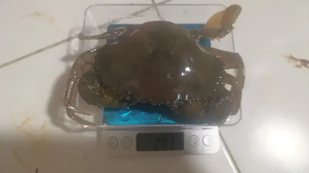 PROMO Kepiting Soka/Cangkang Lunak Kepiting Bakau 200g