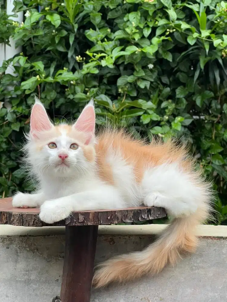 Kucing mainecoon pure anakan import