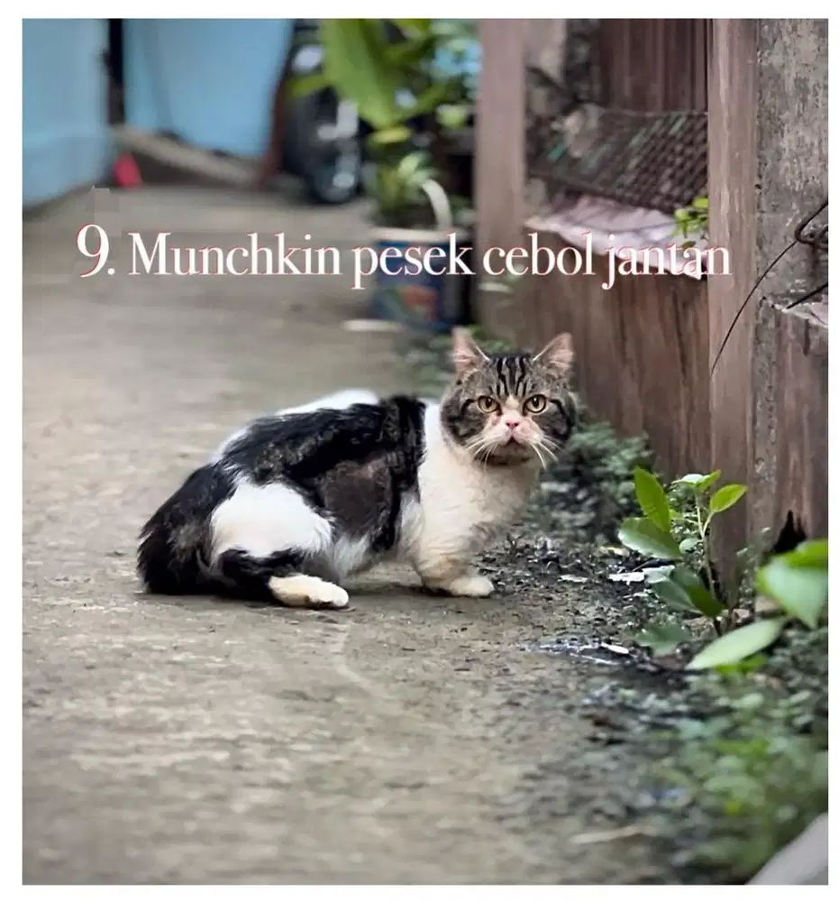 Kucing munchkin pesek super cebol