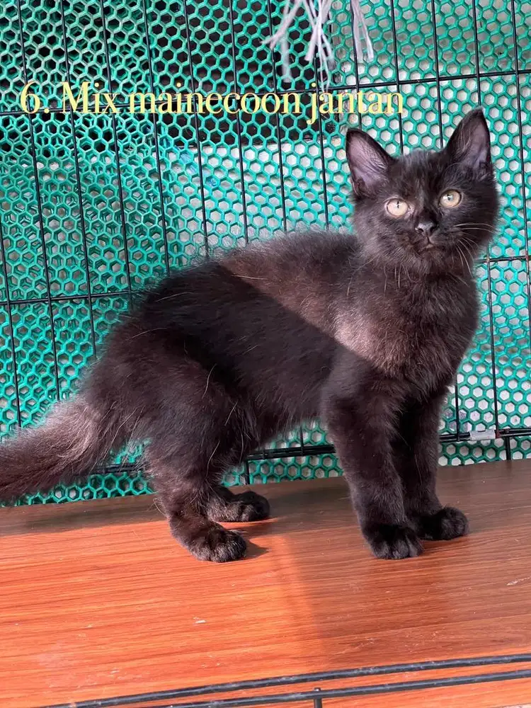 Kucing mix mainecoon jantan