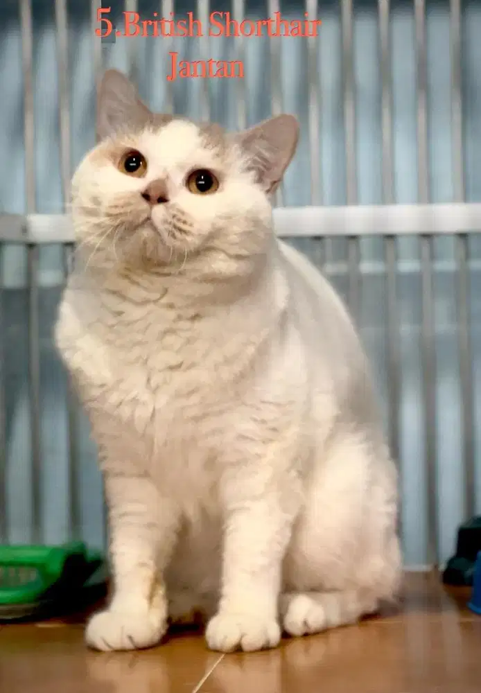Kucing british shorthair jantan anakan import