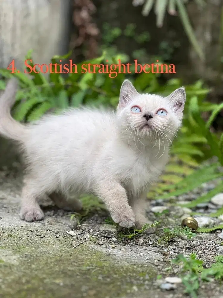 Kucing scottish straight betina