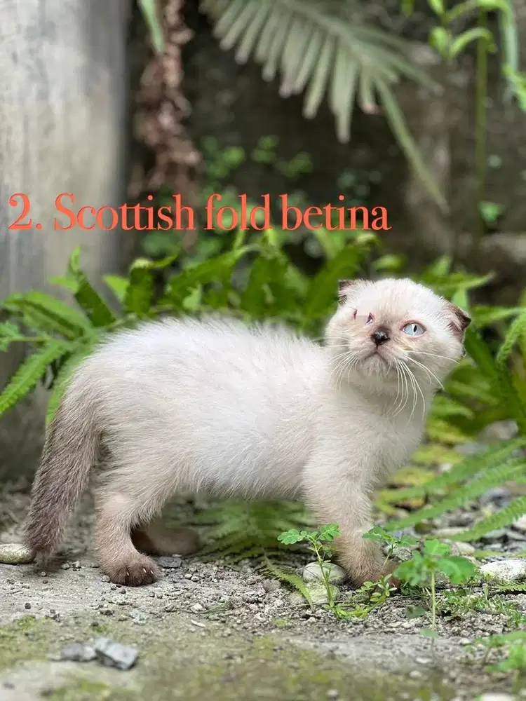 Kucing scottish fold betina