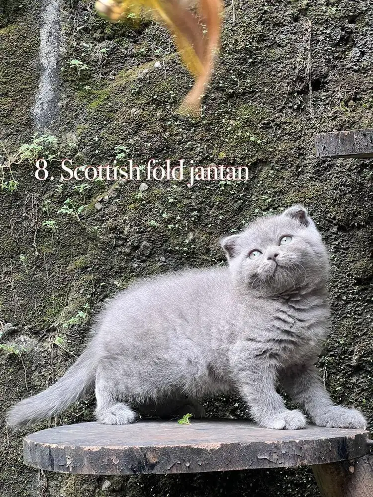 Kucing scottish fold jantan anakan import