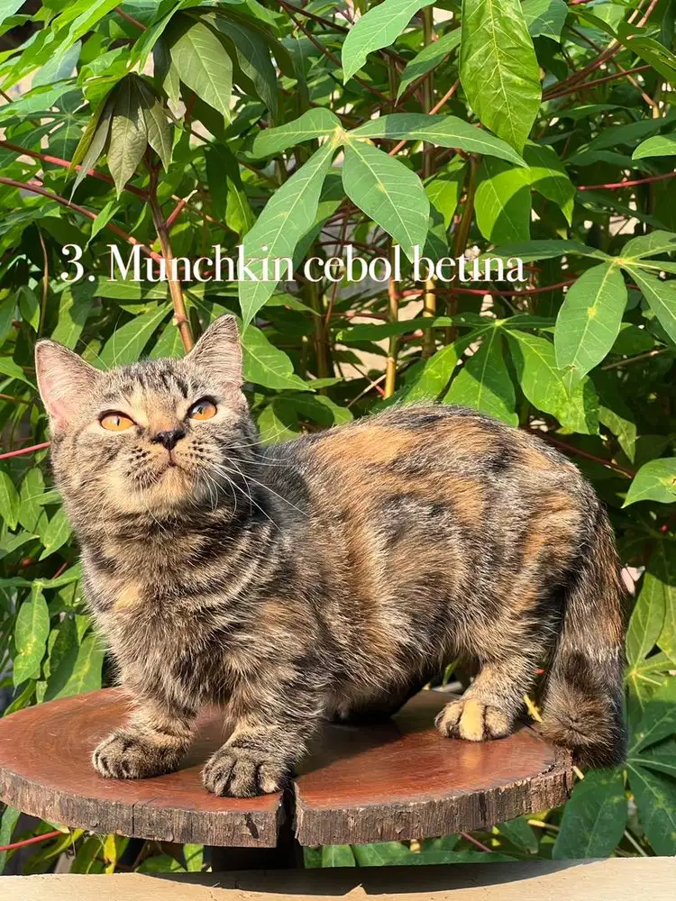 Kucing munchkin cebol kaki pendek betina