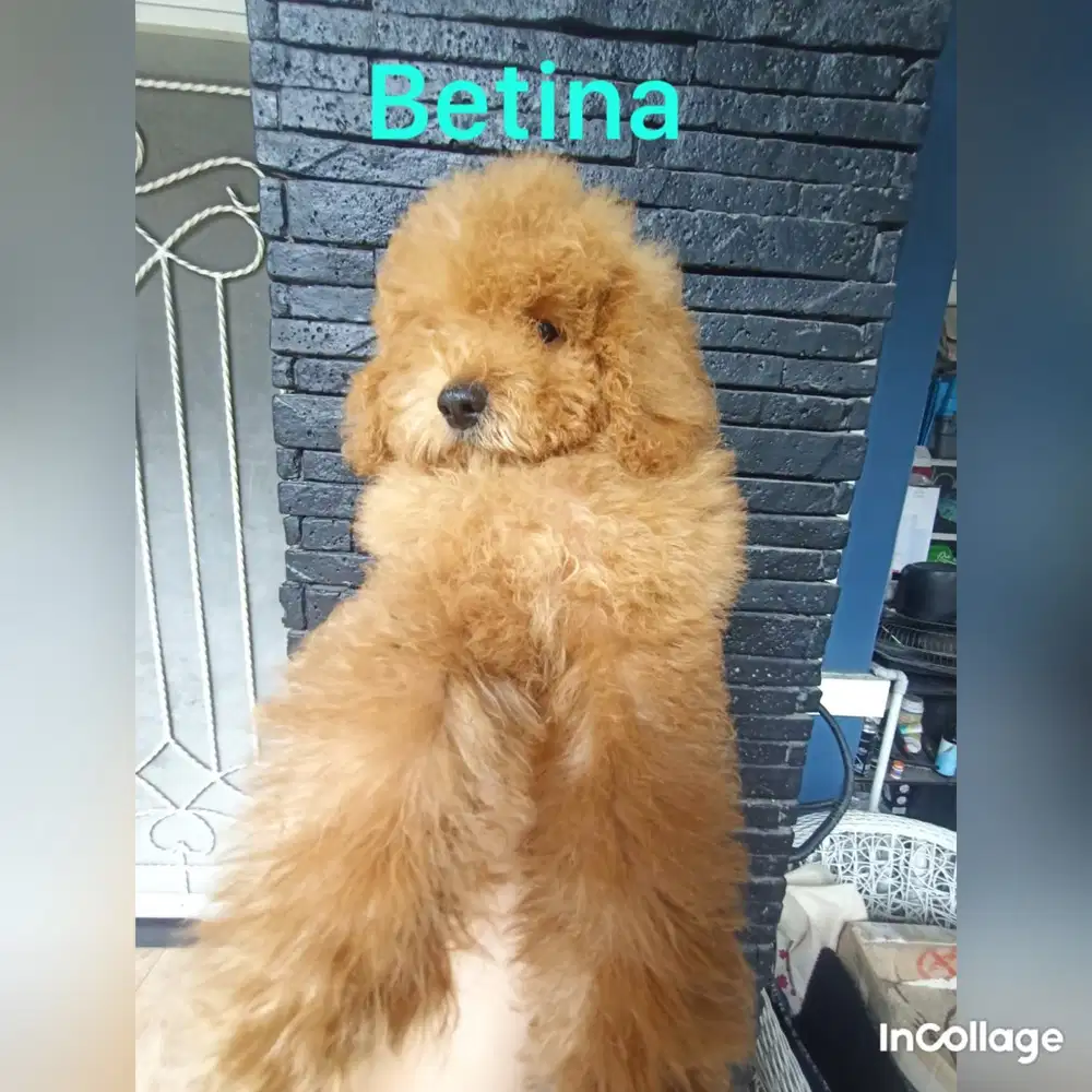 Puppies Poodle jantan dan betina